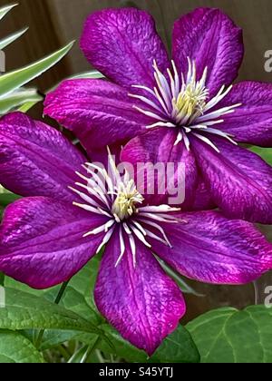 Double clematis beauties in the garden Stock Photo
