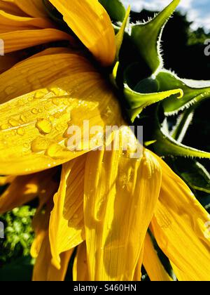 Sunflower after rain Stock Photo