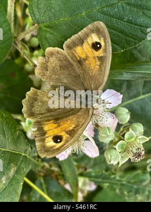 Meadow brown (Maniola jurtina) butterfly on a blackberry bush, High Bickington, North Devon, England, United Kingdom. Stock Photo