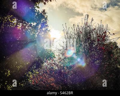Sunlight shining through cloud and treetop with colorful lens flare onto flowering shrubs and cloudy blue sky. Stock Photo