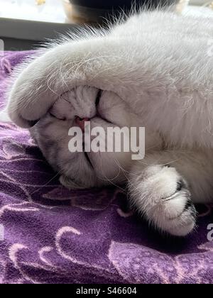 British shorthair sleeping Stock Photo