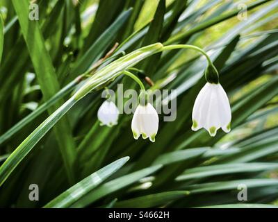 Close-up of clumps of Leucojum aestivum or summer snowflake/ Loddon lily with 3 white flowers on delicate stalks. Stock Photo