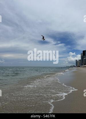 Seagull inflight over the Atlantic Ocean Florida Stock Photo