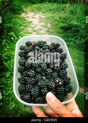 Freshly picked blackberries Stock Photo
