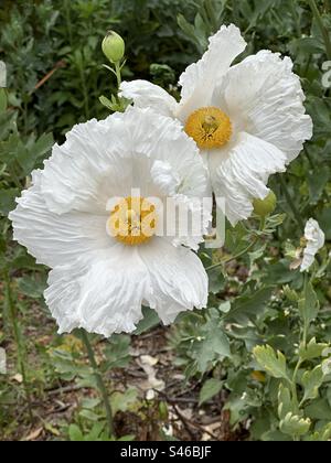 Romneya coulteri (Coulter’s matilija poppy, California tree poppy) is a perrenial species of flowering plant native to California and Baja California chaparral and coastal scrub areas. Stock Photo