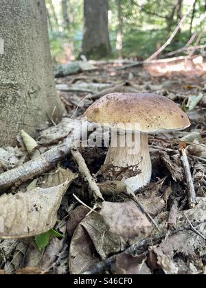 Boletus edulis - Penny bun mushroom. Stock Photo