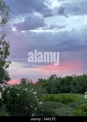 Arizona monsoons have begun!, Pink Virga, violet clouds at sunset, pink oleander, lush green golf course fairways, Phoenix, Scottsdale Stock Photo