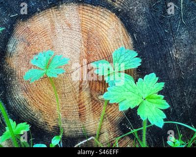 Green shoots against freshly cut log Stock Photo
