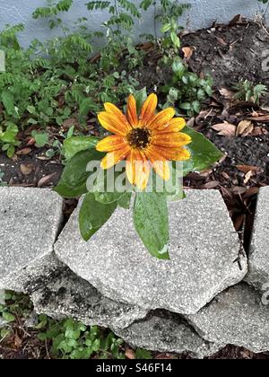 Small Sunflower after rain Stock Photo