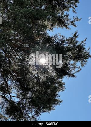Sun shining through pine tree branches Stock Photo