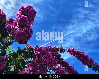 Hydrangea in full bloom with the aircraft contrails in the sky on the background, 2023 Stock Photo