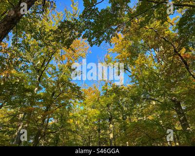 Forest tree tops with blue sky in the background in early autumn colors in Karlovy Vary, Czech Republic. Stock Photo