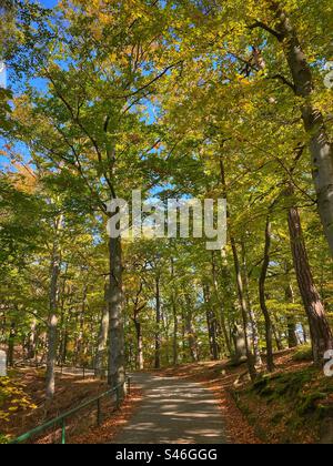 Path among autumn colored trees with sunlight and shadows in a forest in Karlovy Vary, Czech Republic. Stock Photo