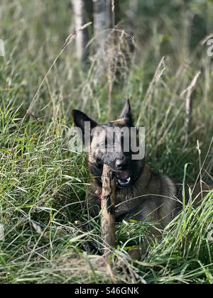 Chomping sticks Stock Photo