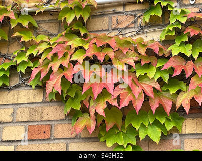 Close-up of Ivy on a brick wall turning from green to red as fall approaches, 2023, New York City, USA Stock Photo