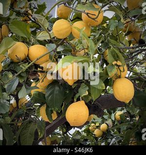 Detail of lots of ripe lemons growing on tree in Southern California Stock Photo