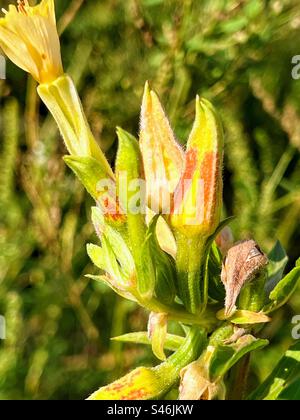 Common evening-primrose buds Stock Photo