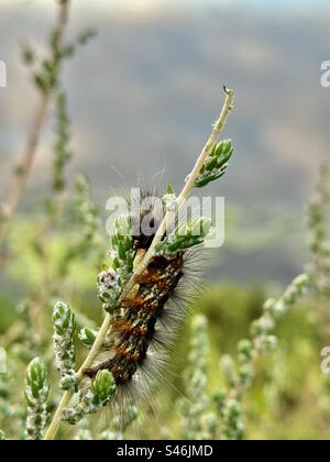 Salt marsh caterpillar, larva of the salt marsh moth (Estigmene acrea), nibbling on five-horn smothereeed (Bassia hyssopifolia). Stock Photo