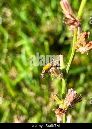 Goldenrod soldier beetle on flower bud Stock Photo