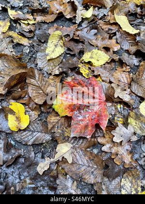 A vibrant, multi-colored autumn maple leaf lies on the ground amidst a carpet of decaying tree leaves, capturing the fleeting beauty of the season's change. Stock Photo