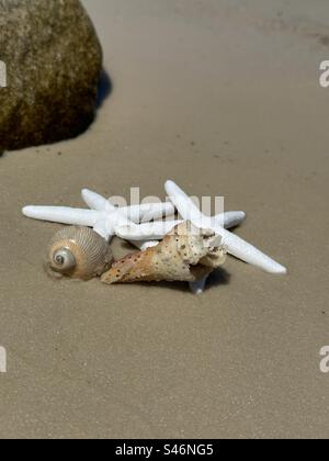 Starfish and seashells on beach sand Stock Photo