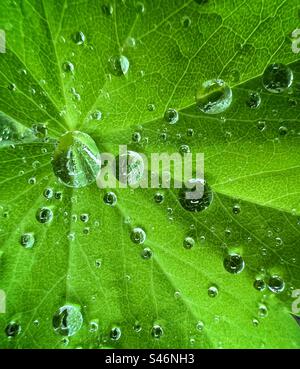 Water droplets on leaf Stock Photo
