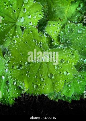Water droplets on leaves after rain shower Stock Photo