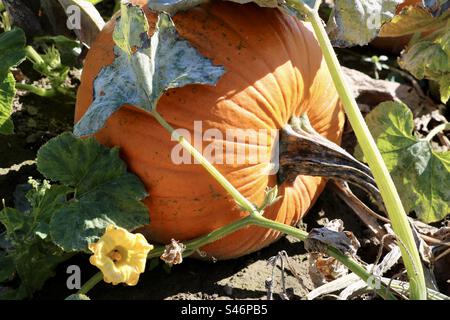 Pumpkin on the vine with leaves and flower Stock Photo