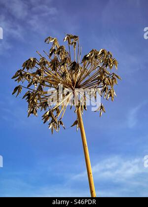 Low angle view of dried seed head of Agapanthus africanus or African lily against blue sky with copy space. Stock Photo