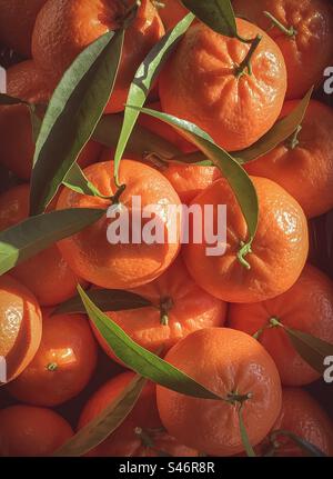 A haul of fresh mandarin oranges with leaves on Stock Photo
