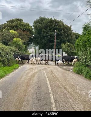 A herd of dairy cattle crossing a country road in County Kerry, Ireland. Stock Photo