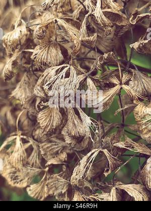 Dried up hydrangea flowers Stock Photo
