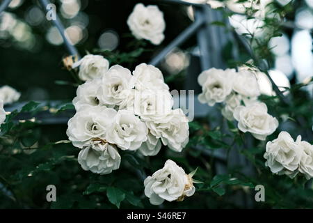 White roses Stock Photo