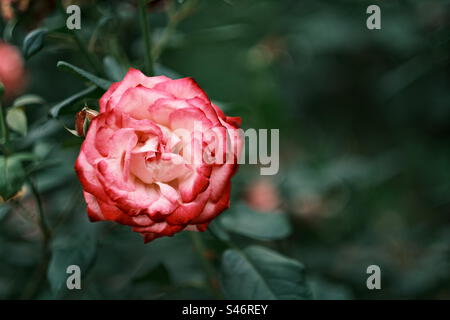 A close up rose photo Stock Photo