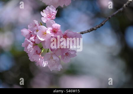 Beautiful pink sakura flowers in blooming Stock Photo