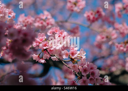 Beautiful cherry blossom in blooming, Japan Stock Photo
