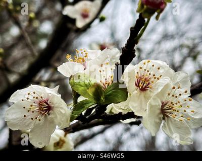 Close-up of raindrops on white cherry plum/ Prunus cerasifera blossoms on a branch on a cold, rainy day in springtime. Focus on foreground. Stock Photo