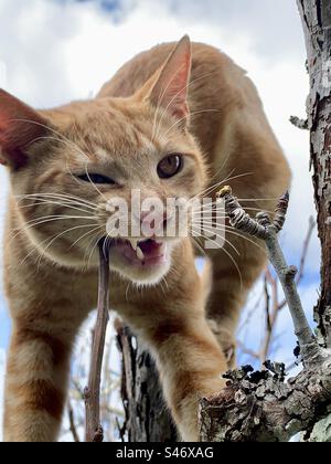 Ginger cat in a tree biting a twig Stock Photo