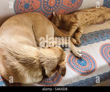 Cat & dog asleep on a sofa Stock Photo