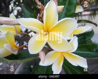 The classic white frangipani flower in full bloom Stock Photo