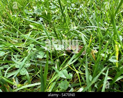Small frog hiding in the lawn Stock Photo