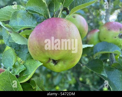 Crimson Bramley Apple on Tree close m-up, with Apples and leaf in the background Stock Photo