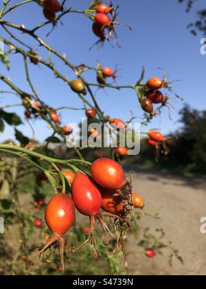 Rosehips fruit against blue autumn sky Stock Photo