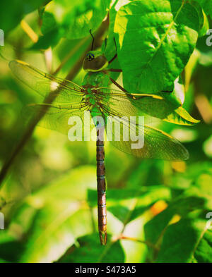 Green darner dragonfly Stock Photo