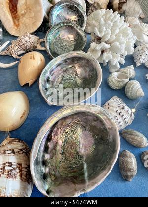 Muscheln aus dem Schneckenhaus Stock Photo