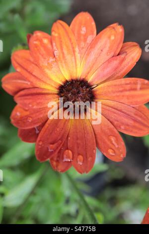 Summer Flower in the rain Stock Photo