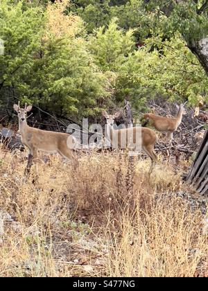 Three White Tail Deer in a forest located in the Texas Hill Country Stock Photo