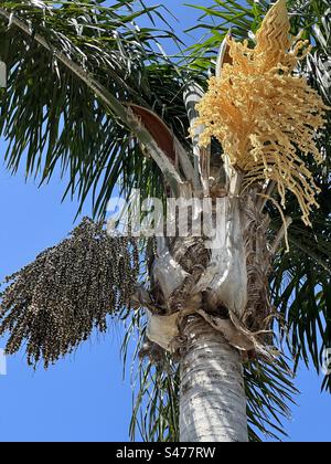 Queen palm or cocos palm (Syragrus romanzoffiana) fronds, flowers, and fruit. Stock Photo