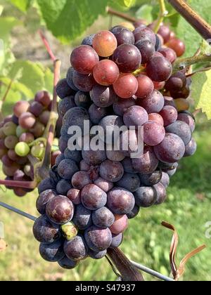 Grapes ready to be harvested in a vineyard in Kent, England. Stock Photo