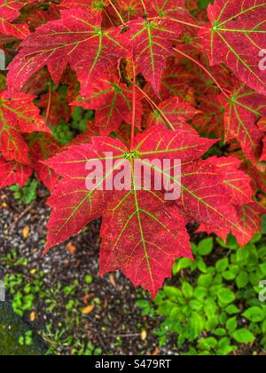 Maple leaves, turning red Stock Photo